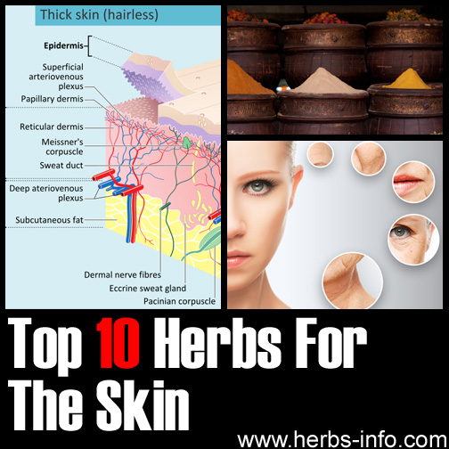 Herbs For Skin