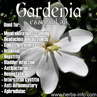 Gardenia Essential Oil | Herbs Info