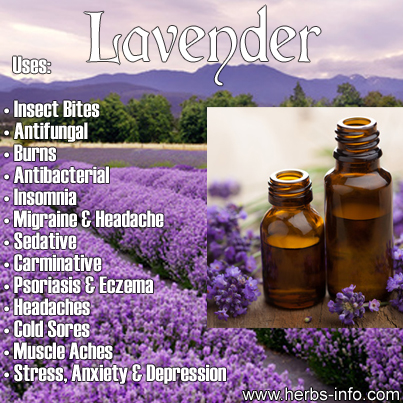 Lavender Essential Oil | Herbs Info