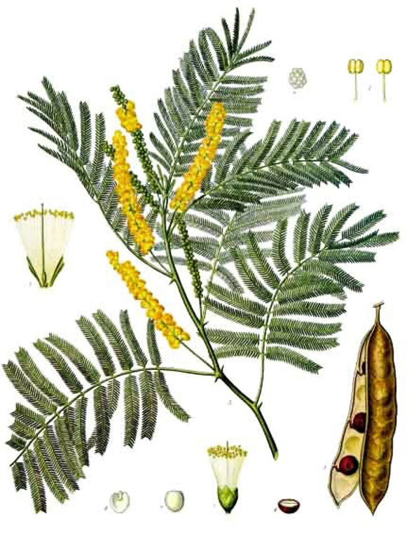 Acacia catechu