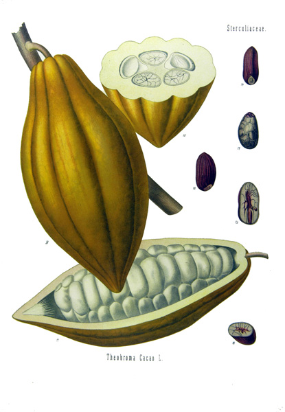 Cacao (Fruit, Seed)