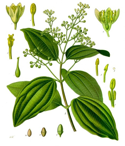 Cinnamomum Verum