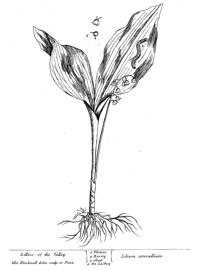 Lilium convallium