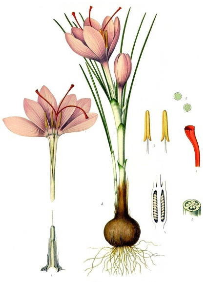 Saffron Crocus sativus